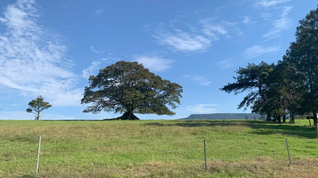 Jamberoo fig tree from the roadside.